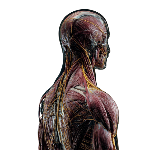 Anatomical illustration of a human figure viewed from the back and side, highlighting detailed muscle fibers and connective fascia along with visible nerve pathways, emphasizing the interconnectedness of the musculoskeletal and nervous systems.